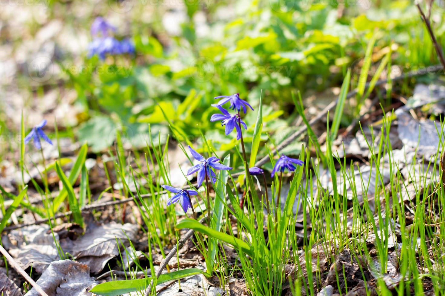 the first flowers of spring. Blue delicate fragile flowers in the spring forest. photo