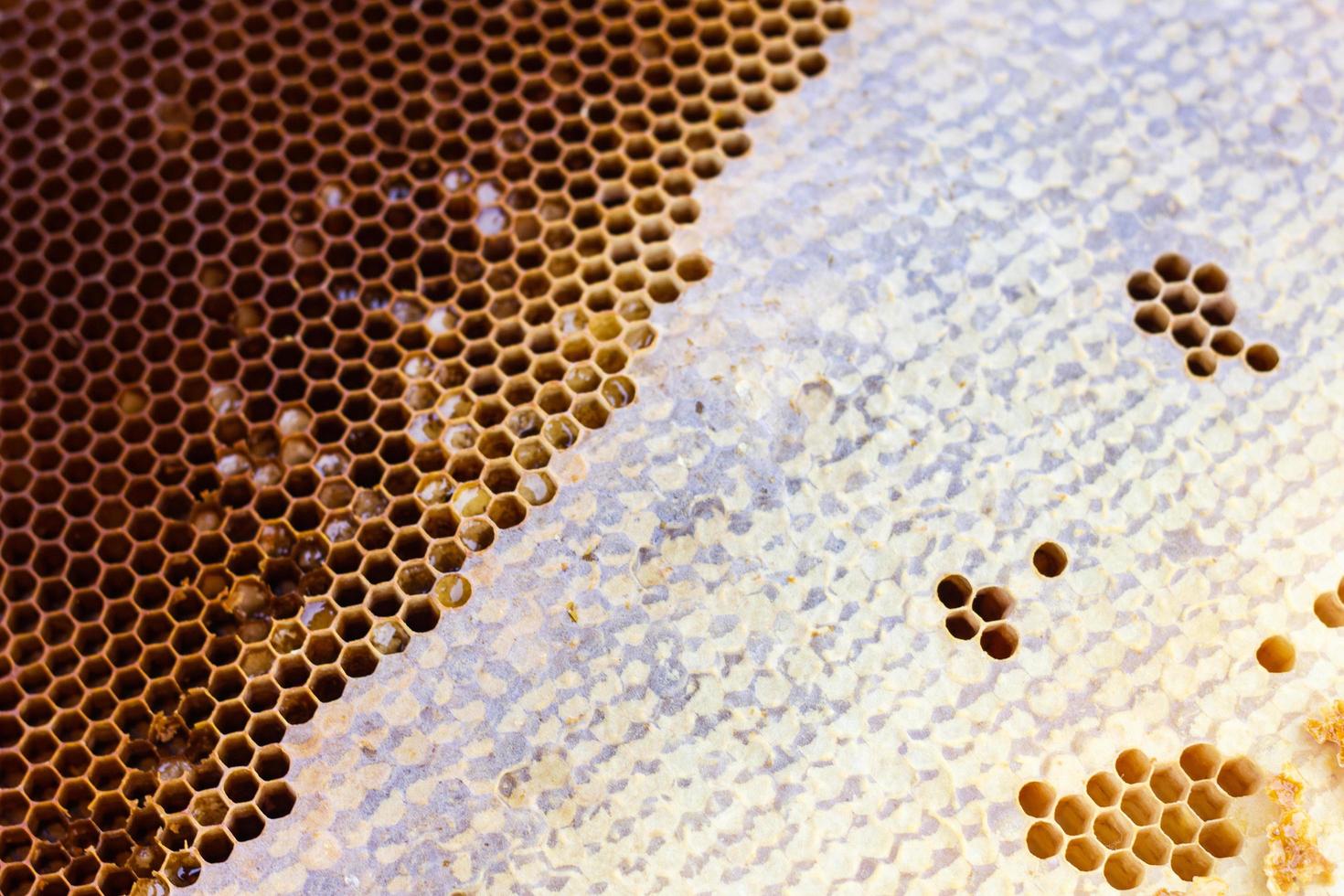 honeycomb with a honey texture. . Background texture and drawing of a section of wax honeycomb from photo