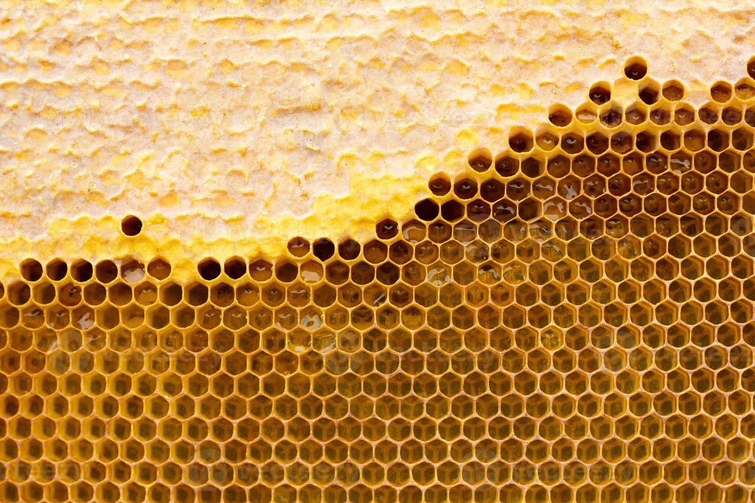 honeycomb with a honey texture. . Background texture and drawing of a section of wax honeycomb from photo