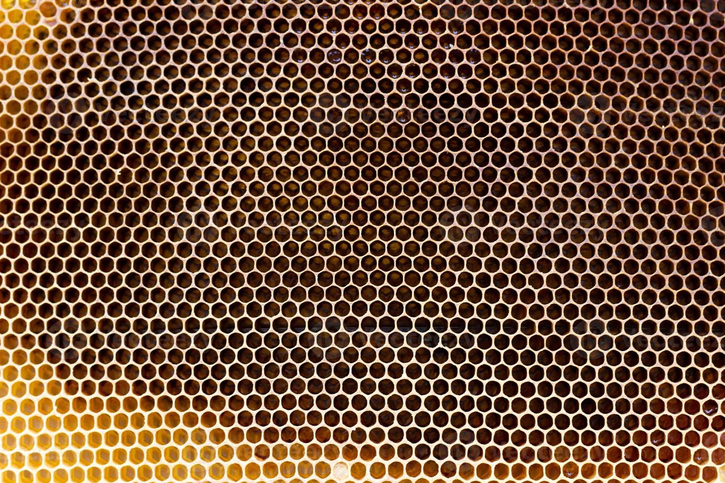 empty honeycomb frame, close-up texture of the honeycomb. photo