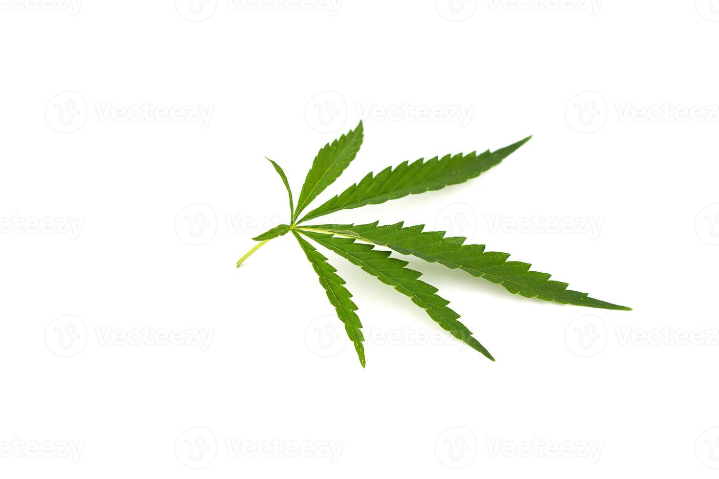 cannabis leaf on a white background. Green twig of hemp photo