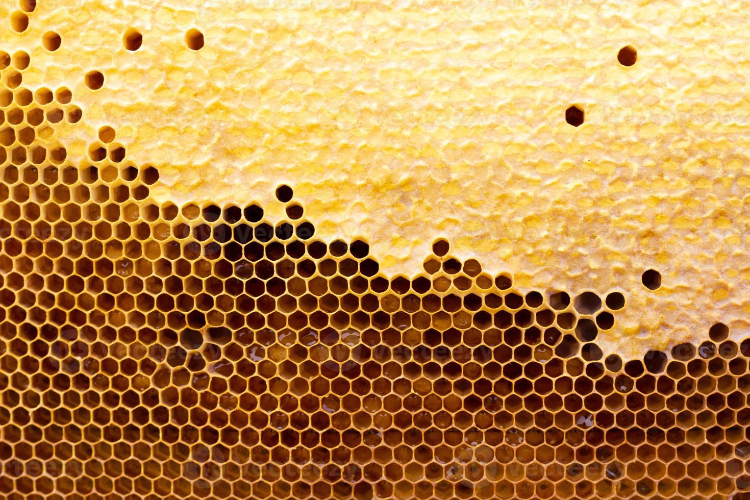 honeycomb with a honey texture. . Background texture and drawing of a section of wax honeycomb from photo