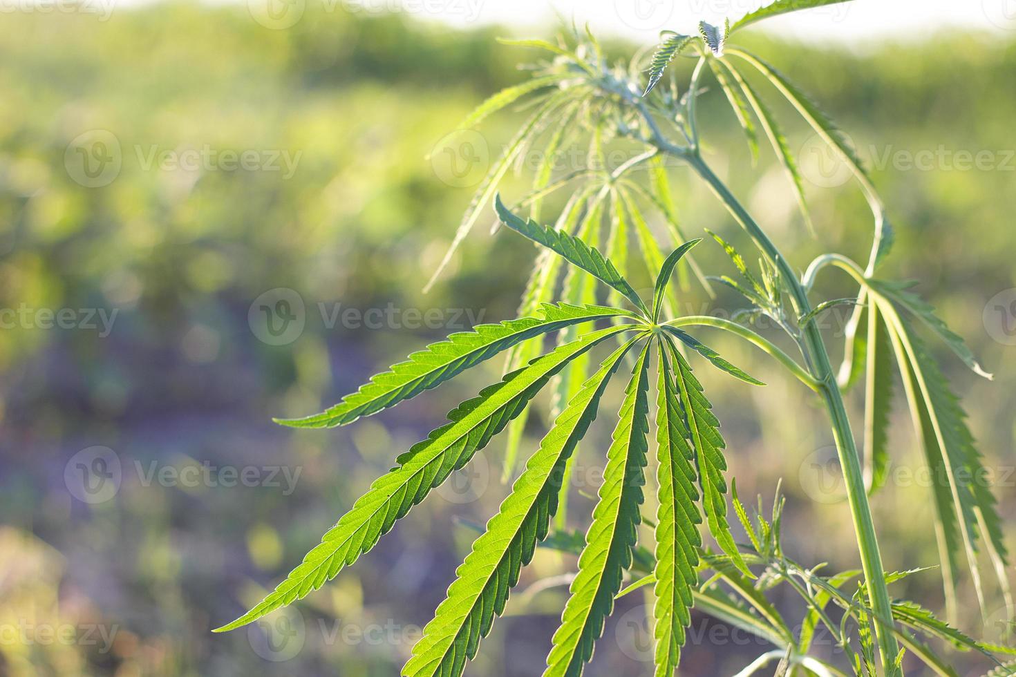 hemp bush in nature. Young shoots of hemp outdoors. photo