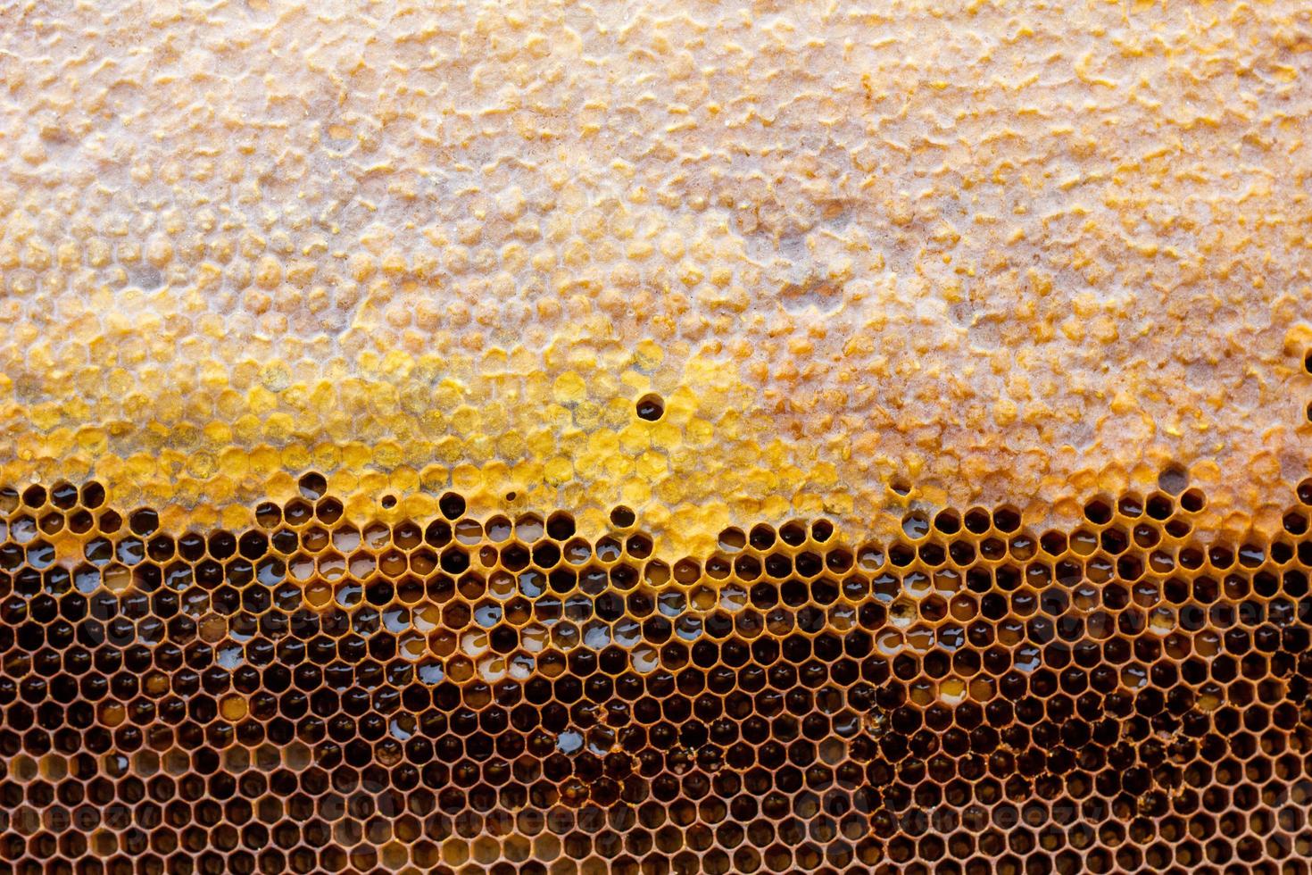 honeycomb with a honey texture. . Background texture and drawing of a section of wax honeycomb from photo