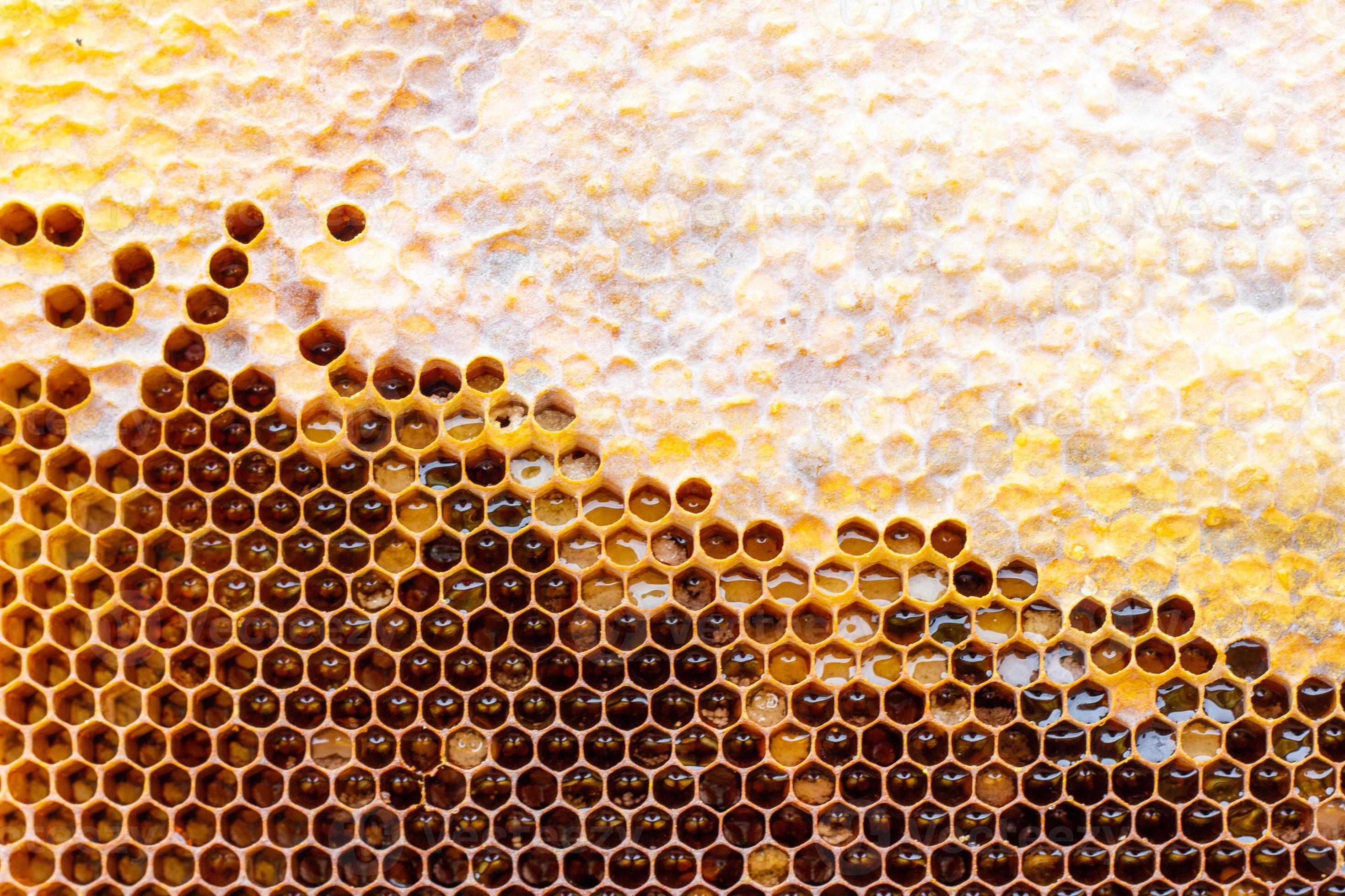 Uncapped honeycomb. Close-up of honeycomb from a honey bee
