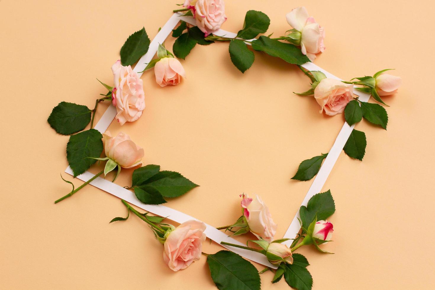 small white and pink flowers of a rose with green young leaves photo