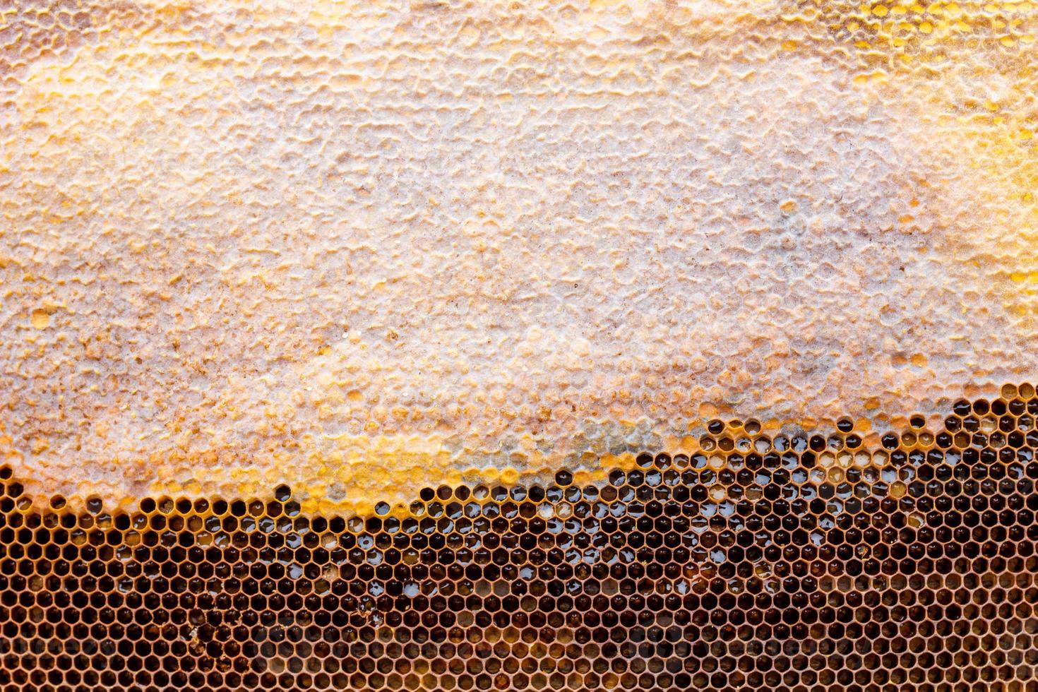 honeycomb with a honey texture. . Background texture and drawing of a section of wax honeycomb from photo