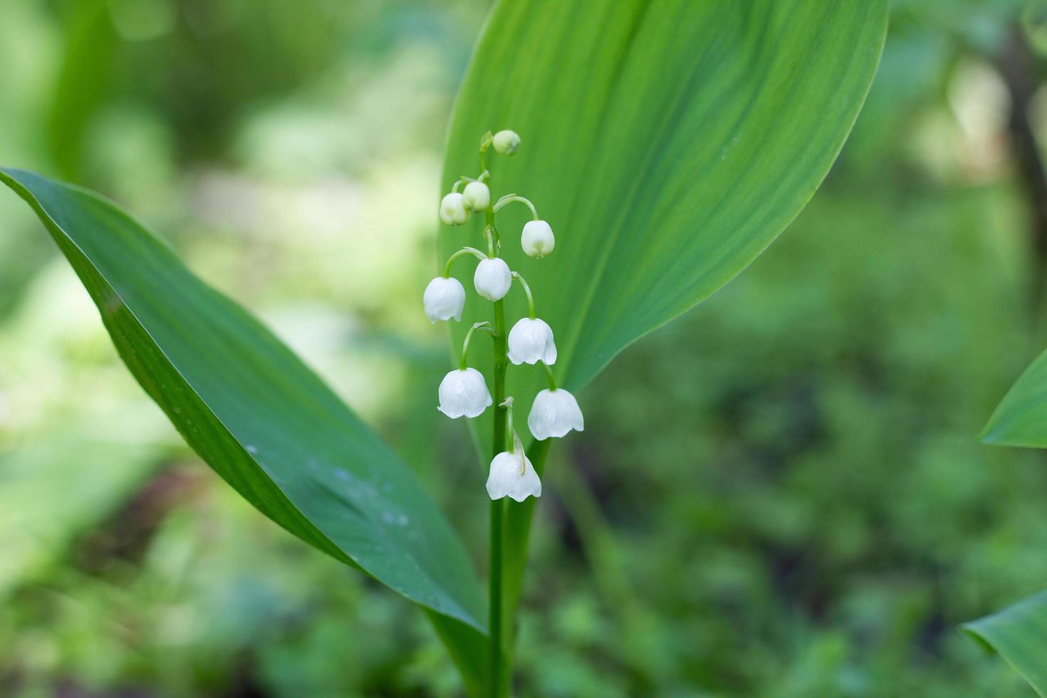 One lily of the valley in the spring forest. Gentle spring flowers. photo