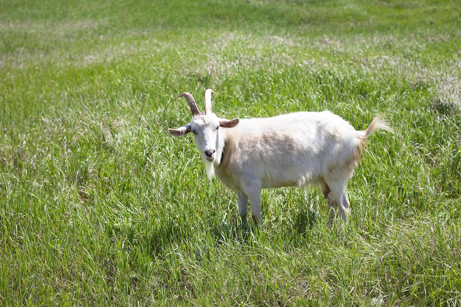 White goat on a green meadow. Walking agriculture. photo
