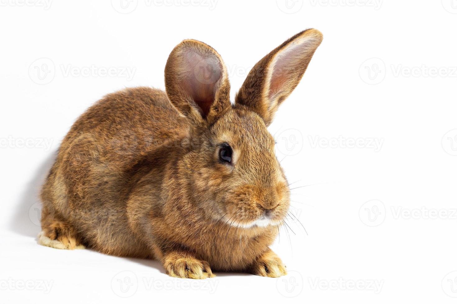 pequeño conejo rojo esponjoso aislado sobre fondo blanco. liebre para el primer plano de pascua. foto