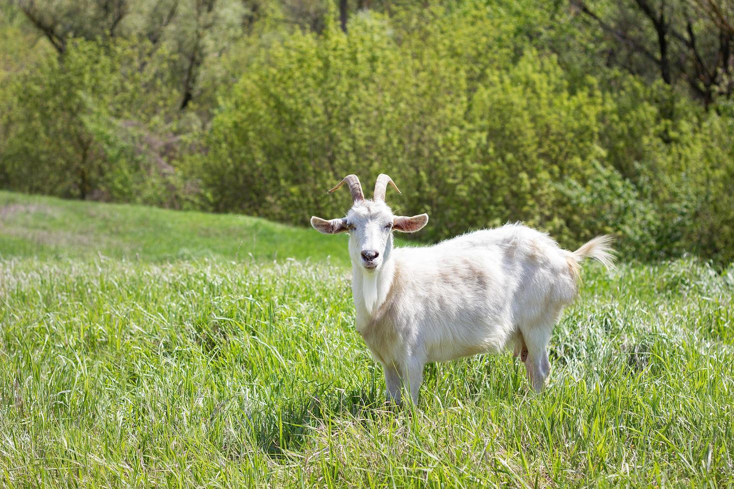 White goat on a green meadow. Walking agriculture. photo