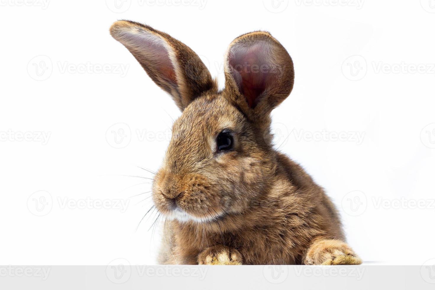 Red fluffy rabbit looks at the sign. Isolated on white background Easter bunny. Red hare for advertising. photo