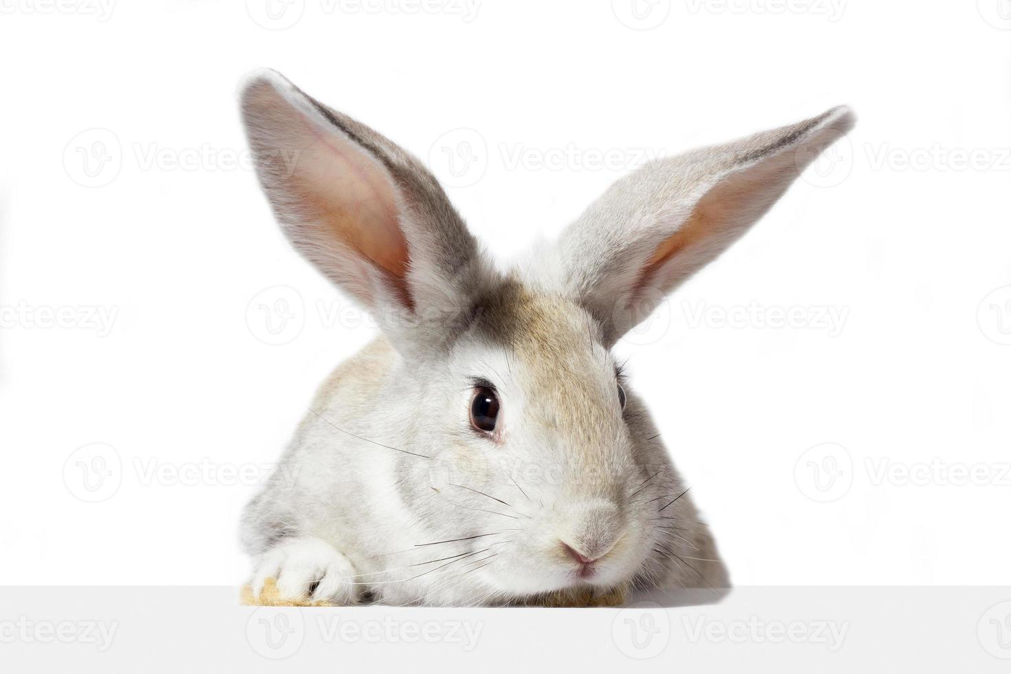 un conejo peludo gris mira el cartel. Aislado en un fondo blanco. conejo de Pascua . la liebre mira el letrero. foto