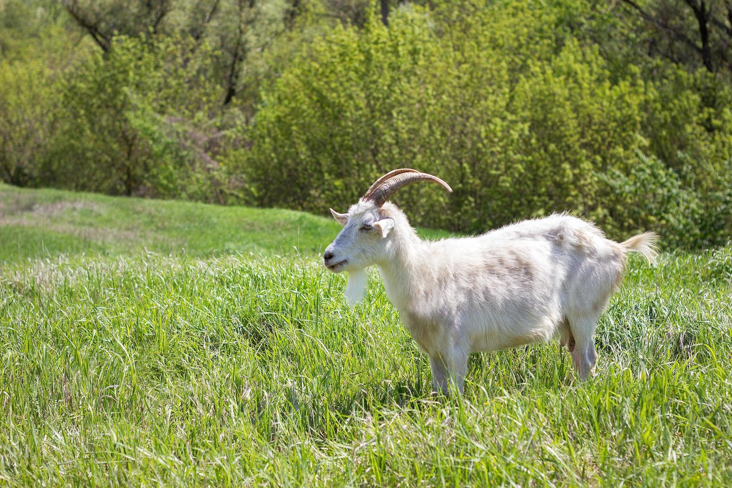 White goat on a green meadow. Walking agriculture. photo