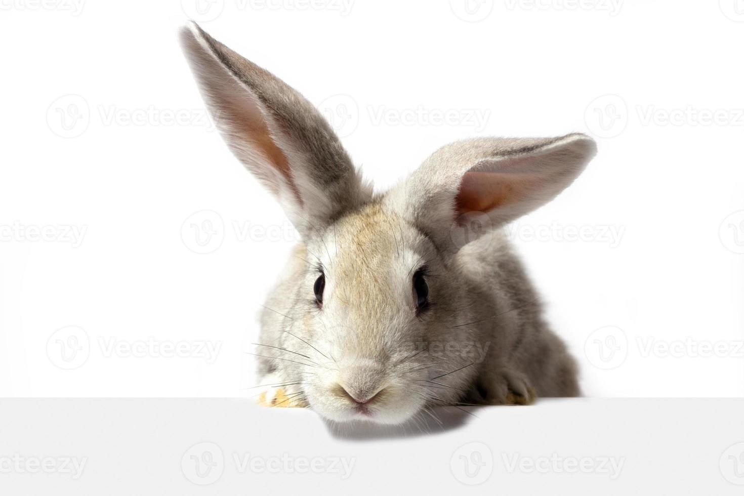 un conejo peludo gris mira el cartel. Aislado en un fondo blanco. conejo de Pascua . la liebre mira el letrero. foto