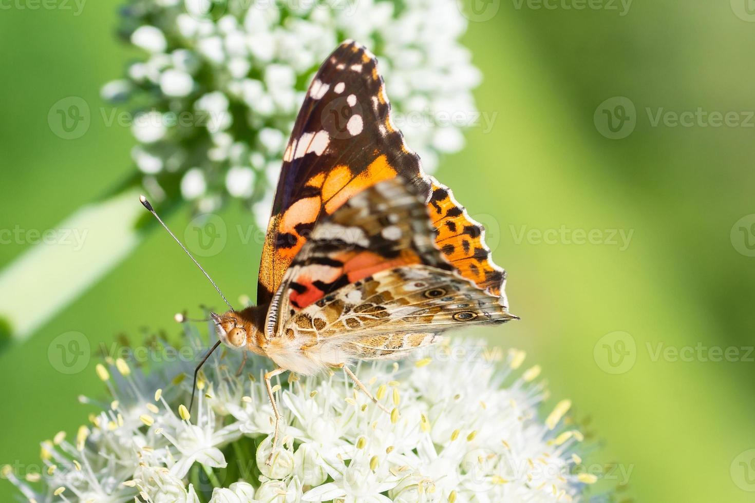 Butterfly on blossom flower in green nature... photo