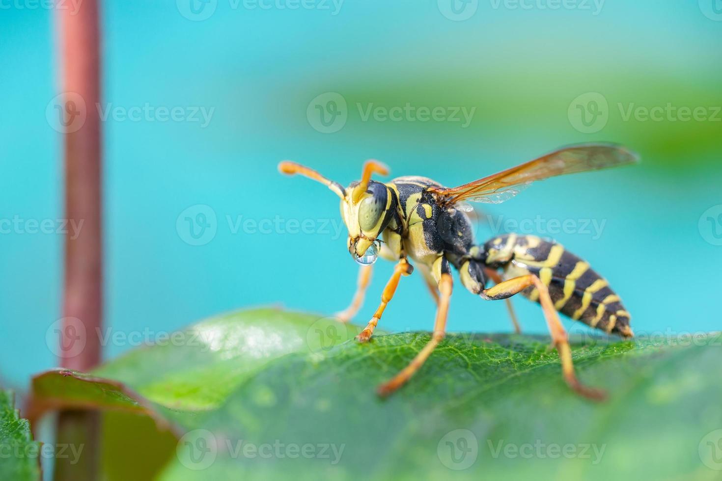 la avispa está sentada sobre hojas verdes. la peligrosa avispa común de rayas amarillas y negras se sienta en las hojas foto