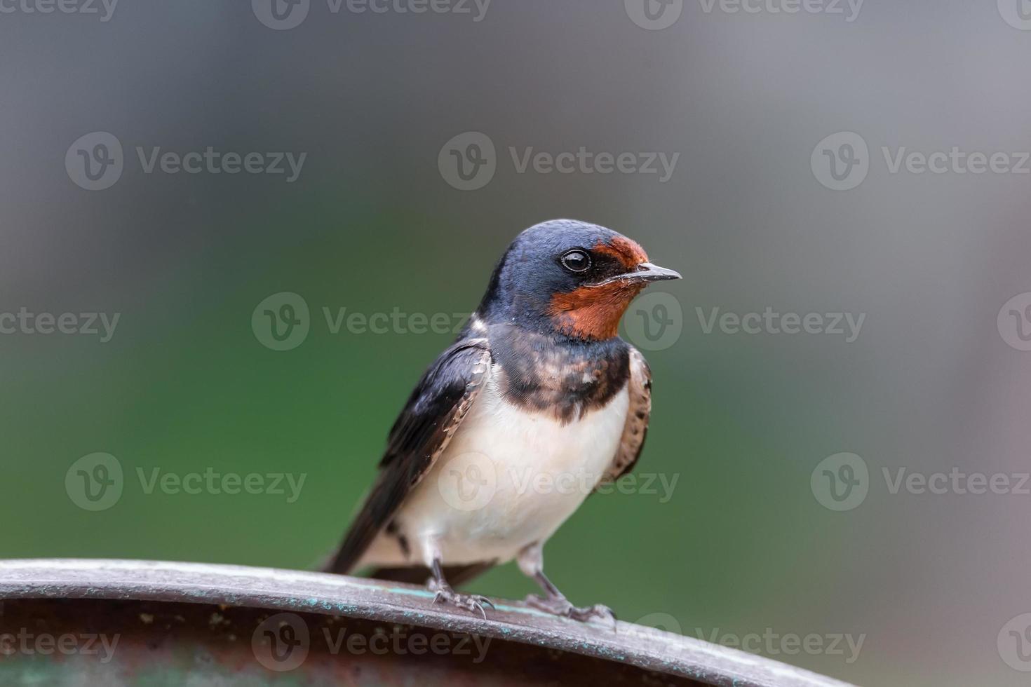 golondrina del pueblo en la cerca.. foto