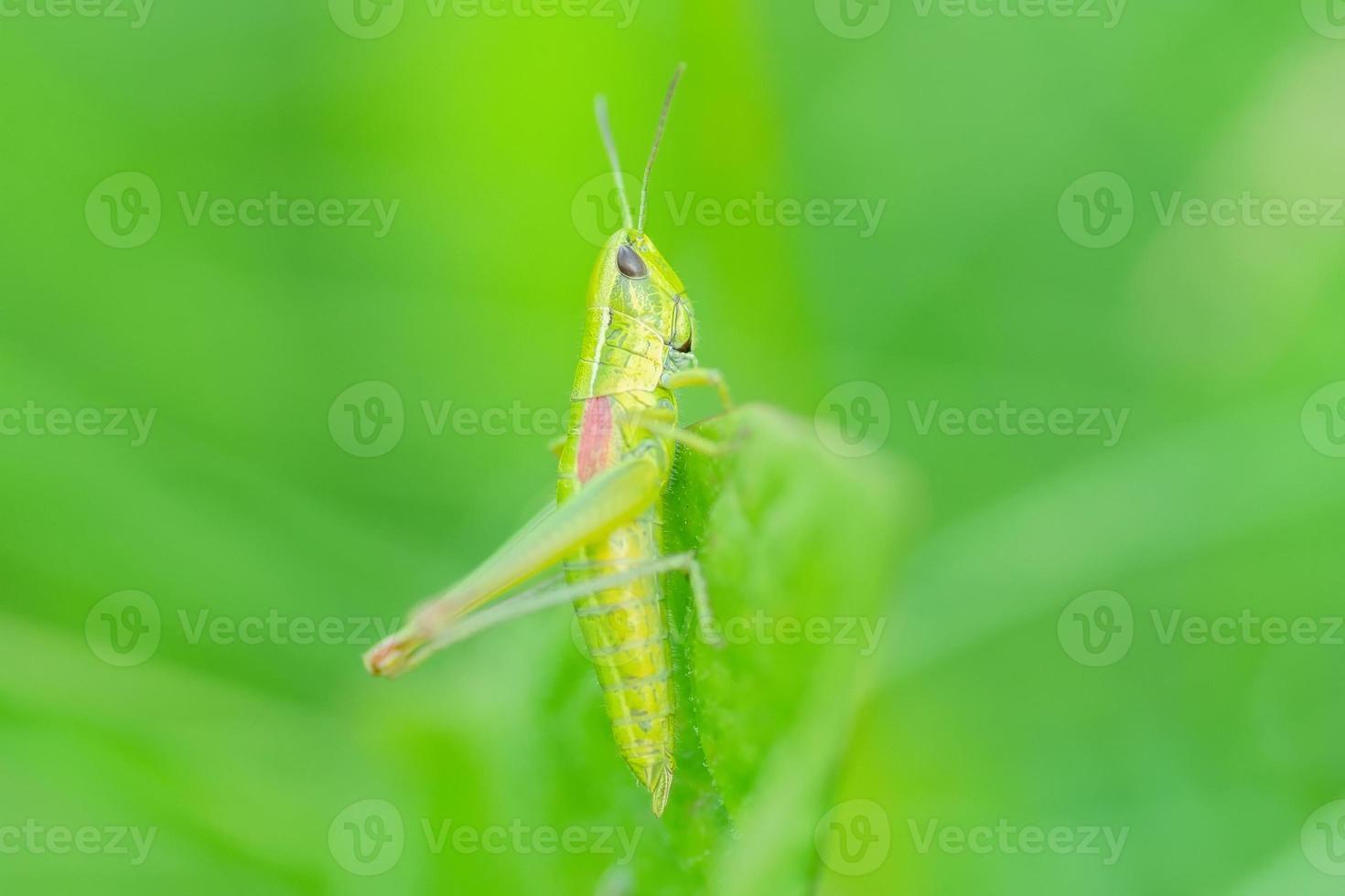 saltamontes en la hierba- vista de cerca foto