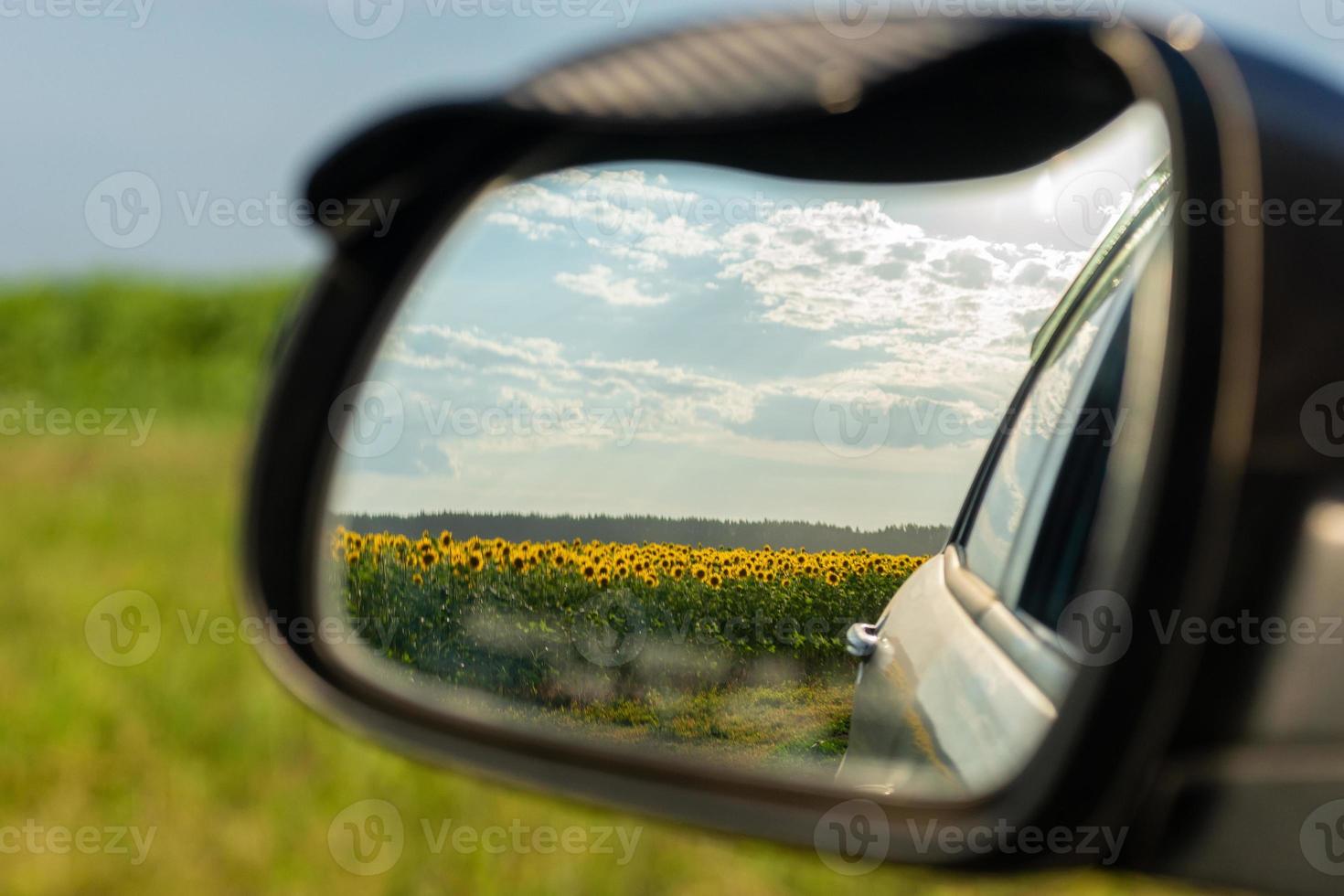 Sunflower in the side mirror photo