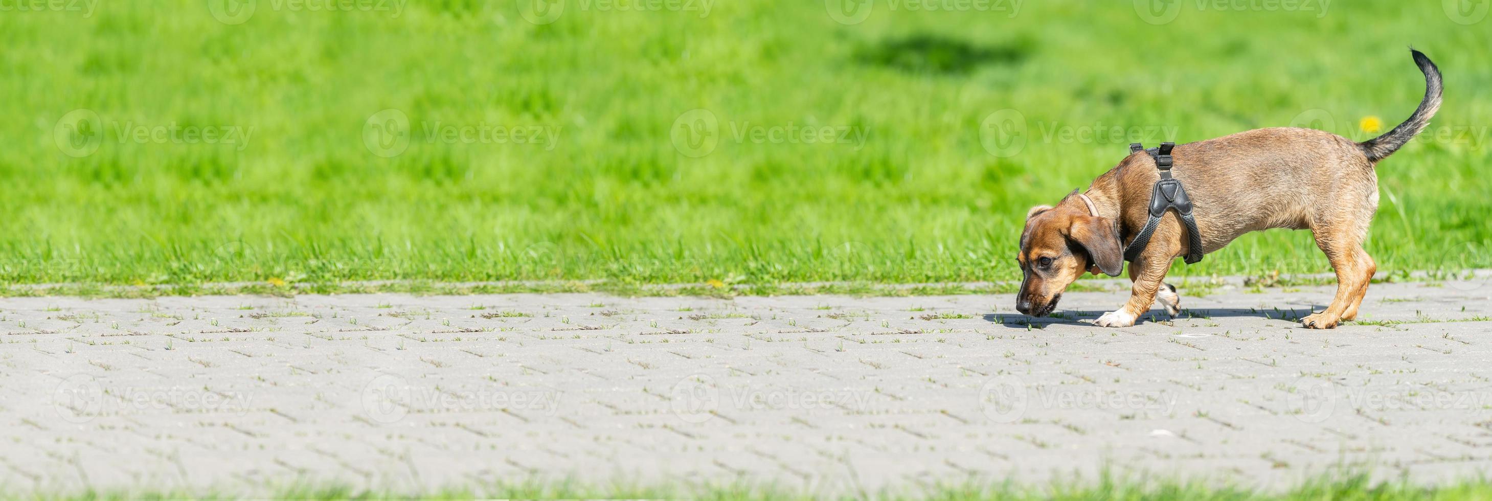 Mongrel dog of red color lies on its stomach on the grass, stretching its front paws forward. Spring. photo