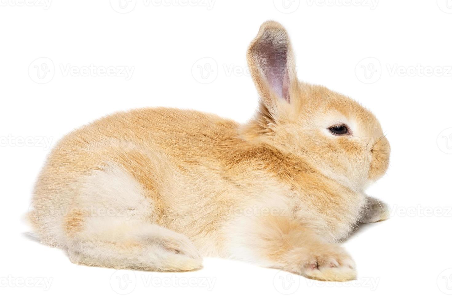 fluffy rabbit looking at the signboard. Isolated on white background. photo