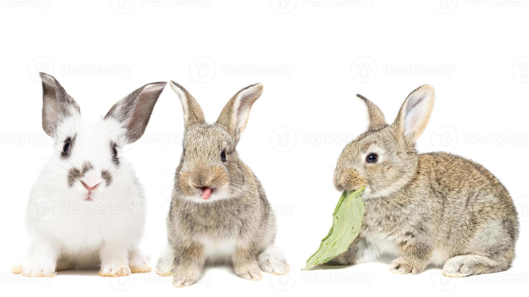 fluffy rabbit looking at the signboard. Isolated on white background.. photo