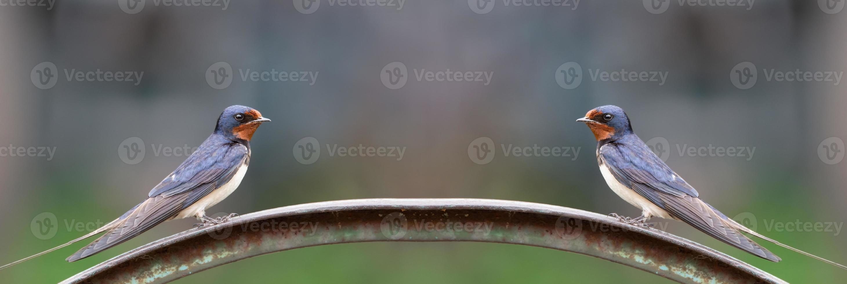 village swallow on the fence photo