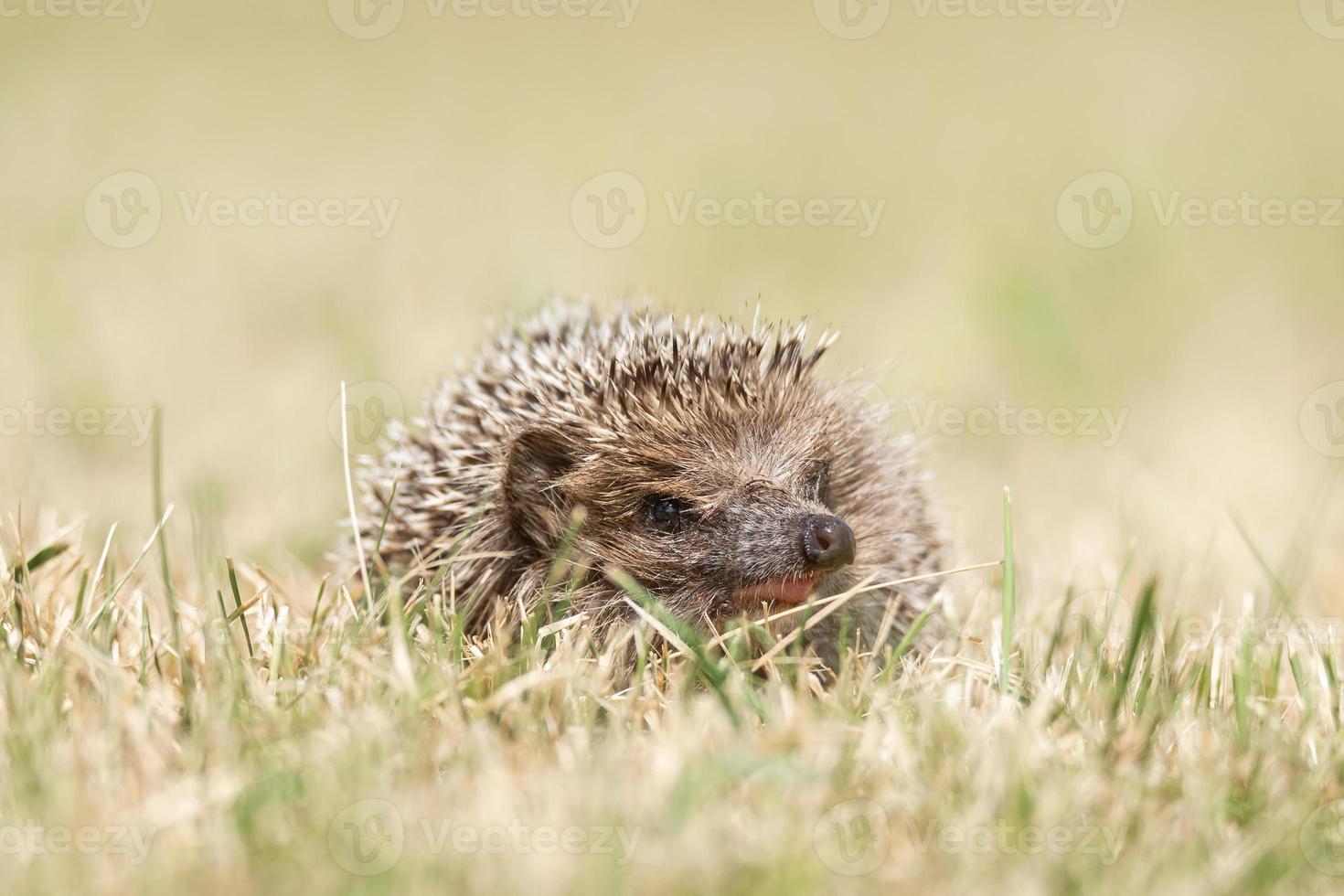 pequeño erizo lindo en el jardín en la hierba verde foto