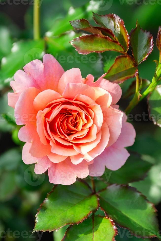 fondo de ramo de rosa floreciente rosal foto