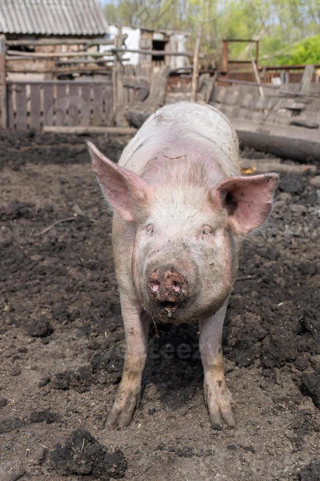 Pig farming raising and breeding of domestic pigs. photo