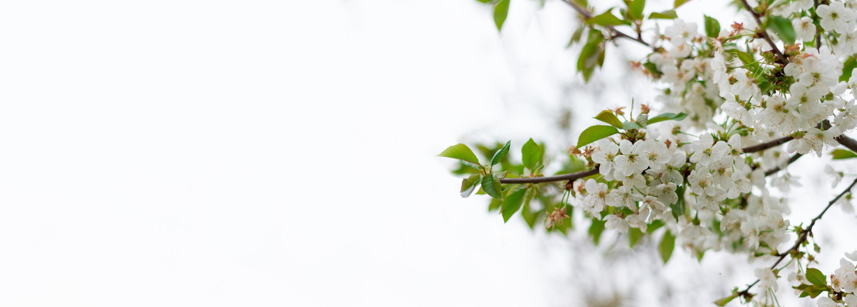 Panorama of a blossoming tree close-up. Place under the inscription. photo