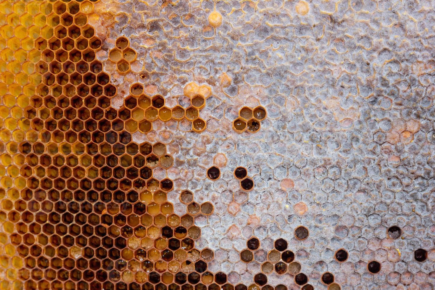 honeycomb with a honey texture. . Background texture and drawing of a section of wax honeycomb from photo