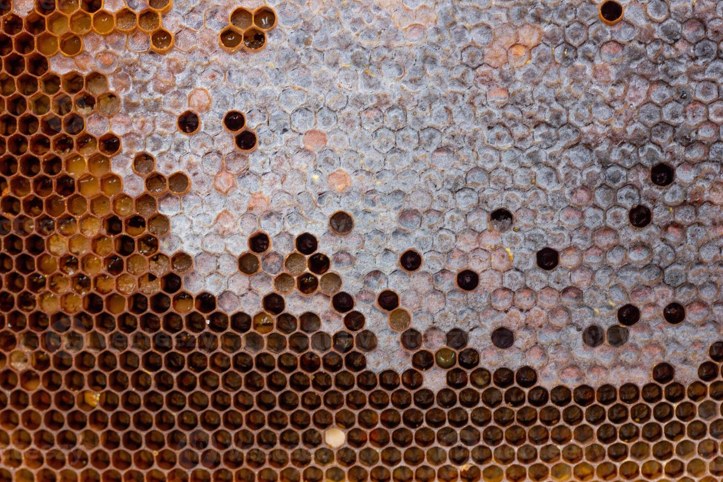 honeycomb with a honey texture. . Background texture and drawing of a section of wax honeycomb from photo