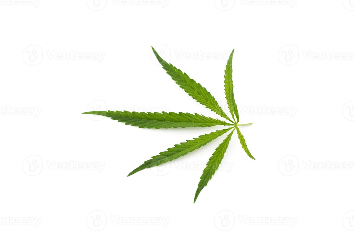 hoja de cannabis sobre un fondo blanco. ramita verde de cáñamo foto