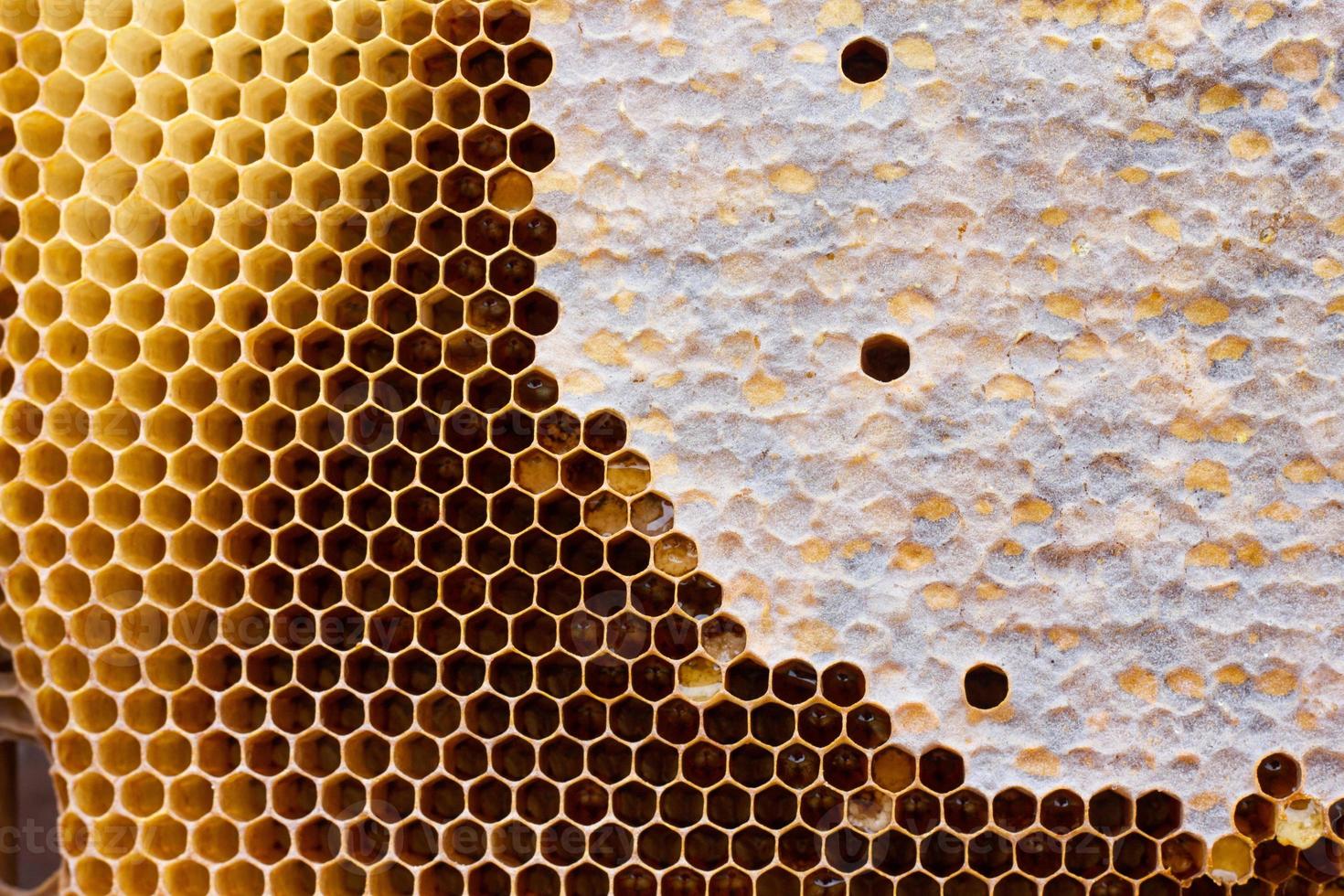 honeycomb with a honey texture. . Background texture and drawing of a section of wax honeycomb from photo