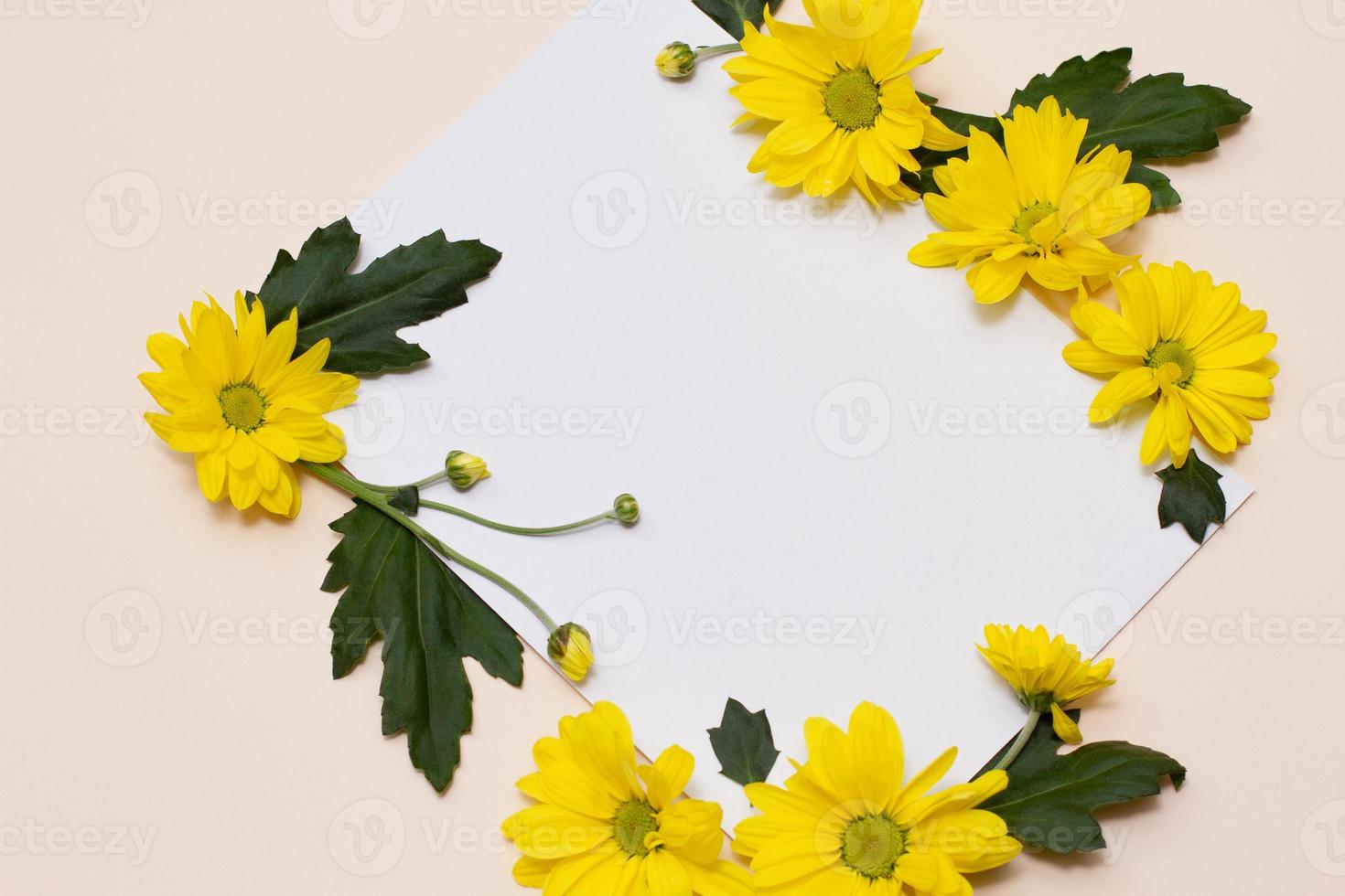 yellow flowers with unopened buds and green leaves photo