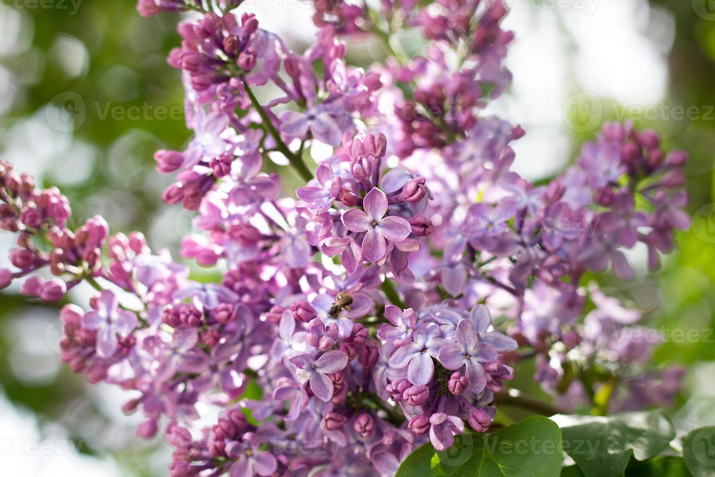 purple lilac outdoors. Gentle spring background. Spring May Flowers photo