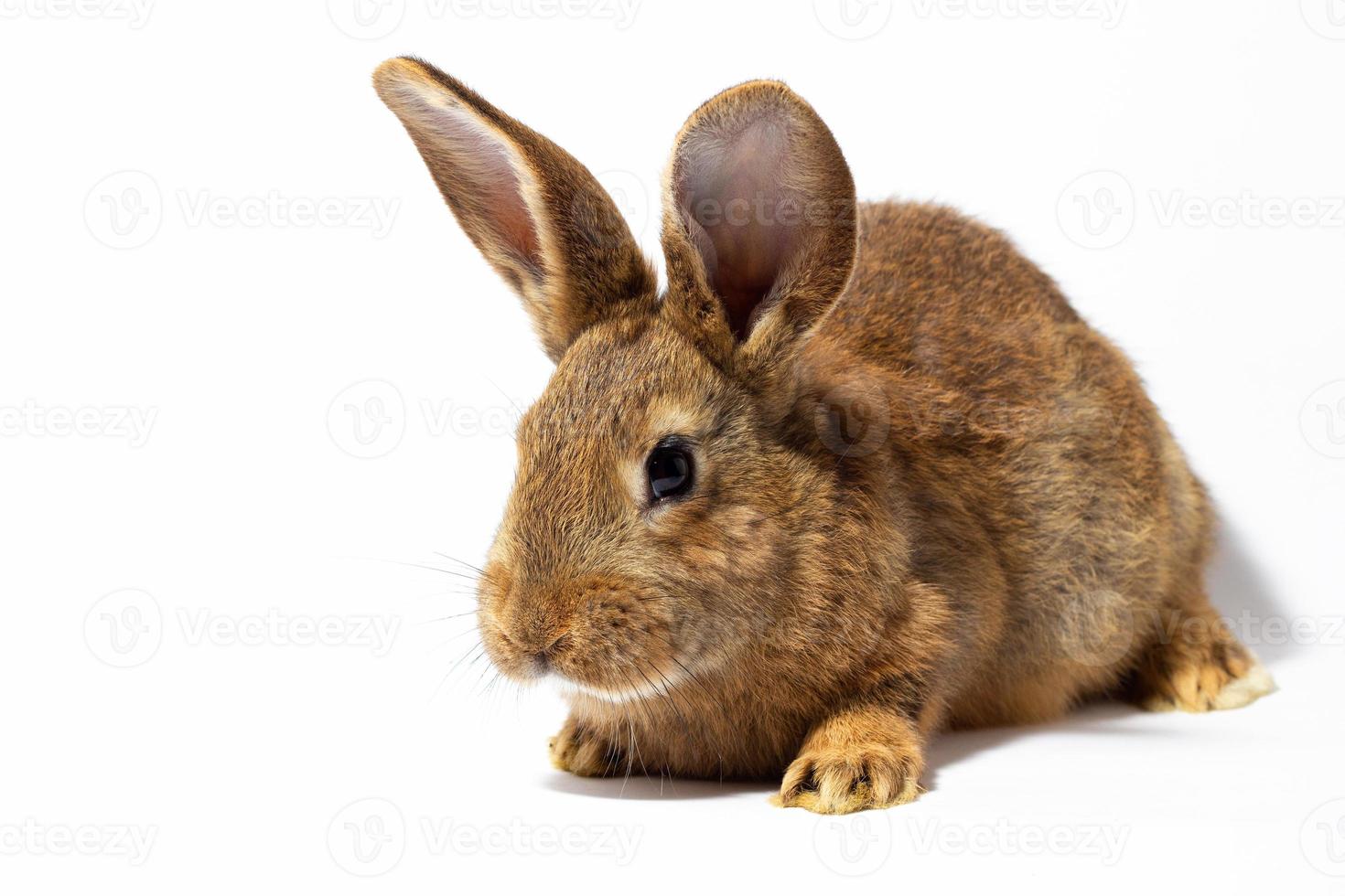 pequeño conejo rojo esponjoso aislado sobre fondo blanco. liebre para el primer plano de pascua. foto