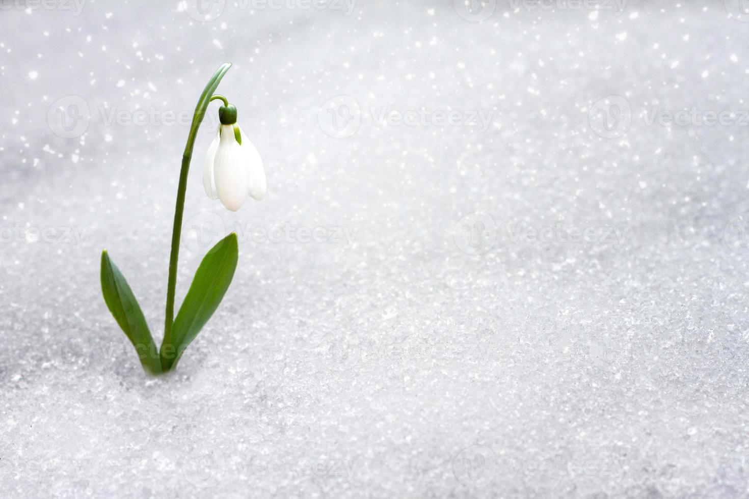 snowdrops in early spring from under the snow with a place for the inscription. photo