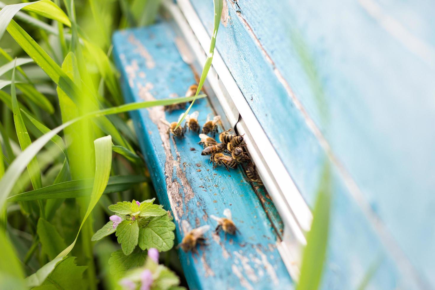 Bees fly out of evidence. Bees collect nectar photo