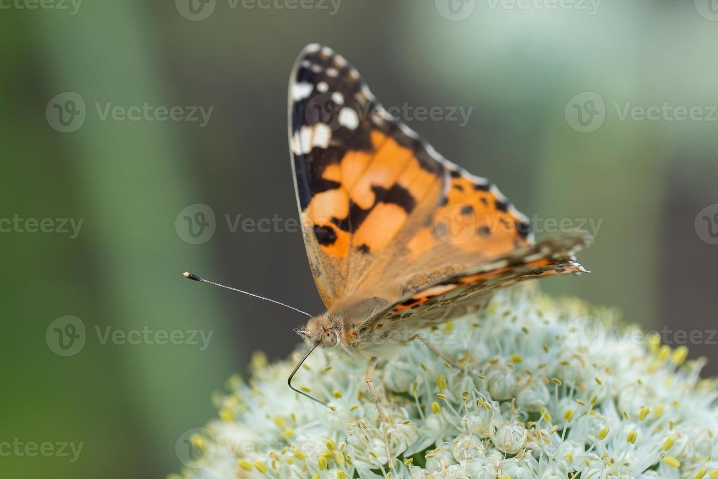 Butterfly on blossom flower in green nature.. photo