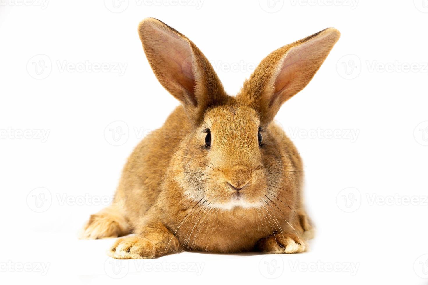 a small fluffy red rabbit on a white background, an Easter Bunny for Easter. Rabbit for spring holidays. photo