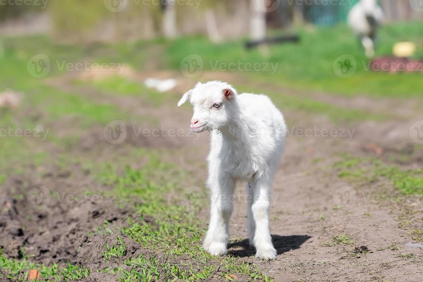 baby goat kids stand in long summer grass. photo