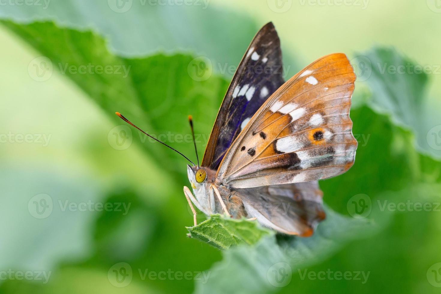 Butterfly on blossom flower in green nature photo