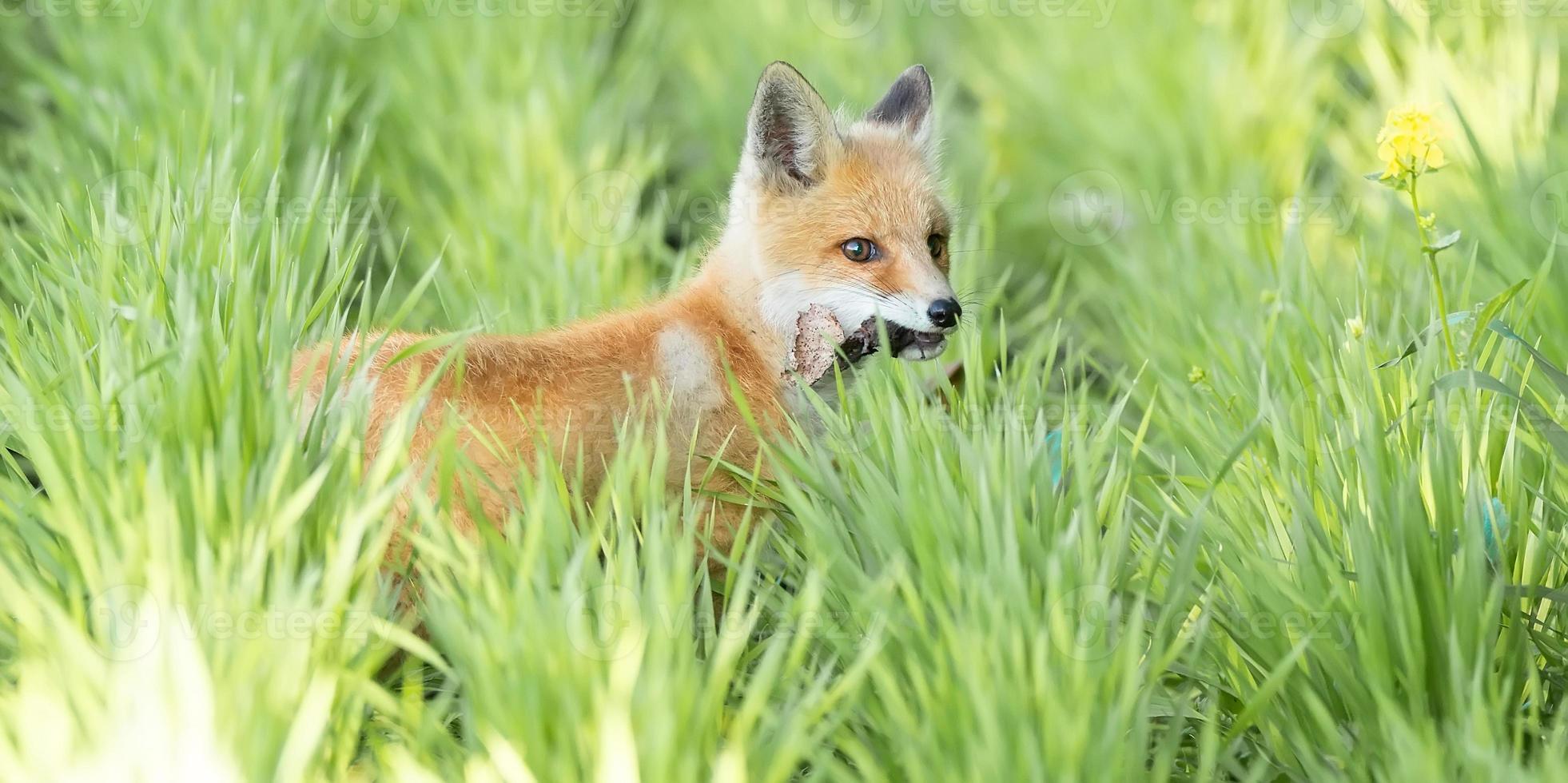 un magnífico zorro rojo salvaje vulpes vulpes cazando comida para comer en la hierba larga. foto