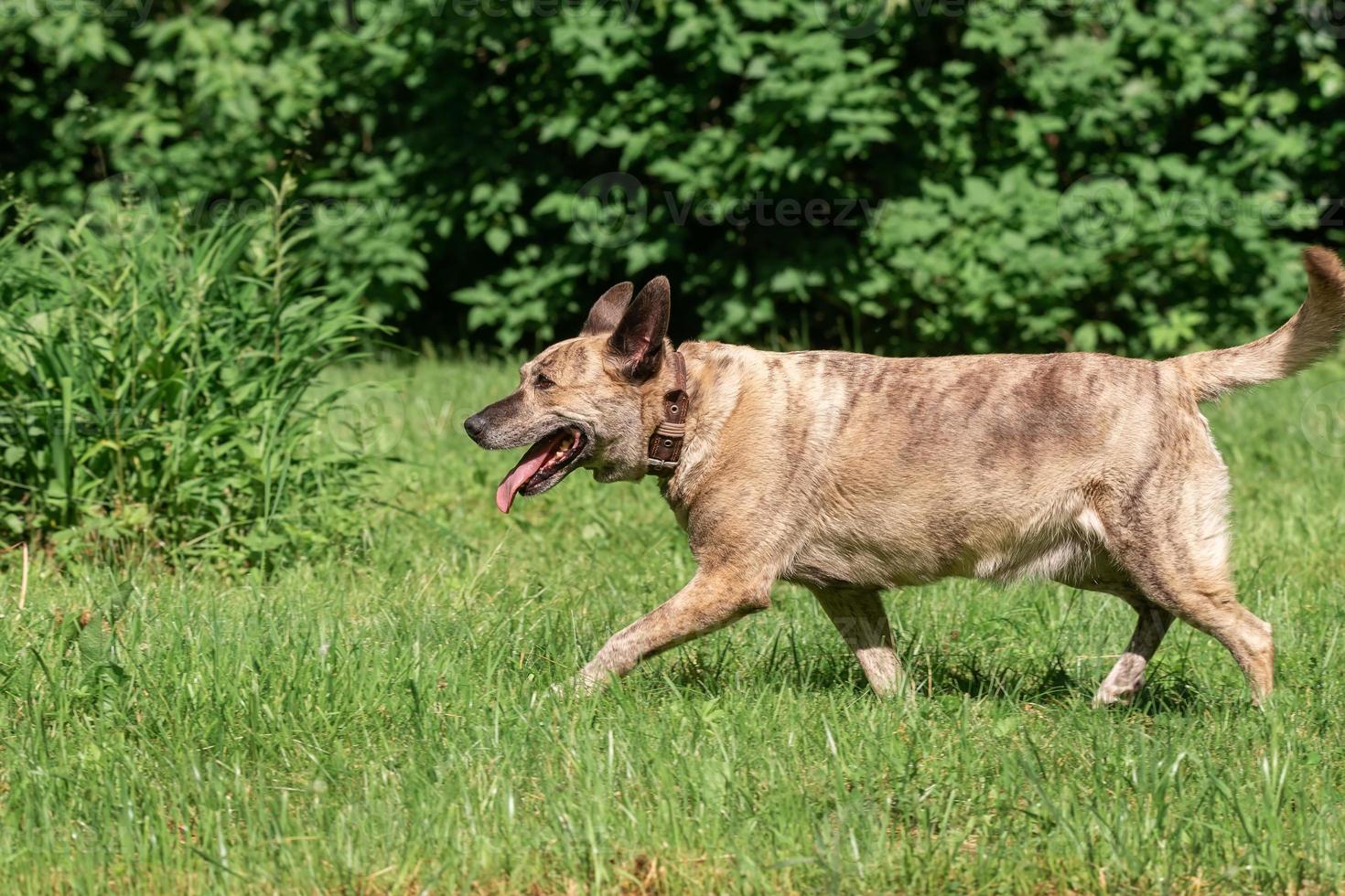 perro de ganado australiano en la hierba foto