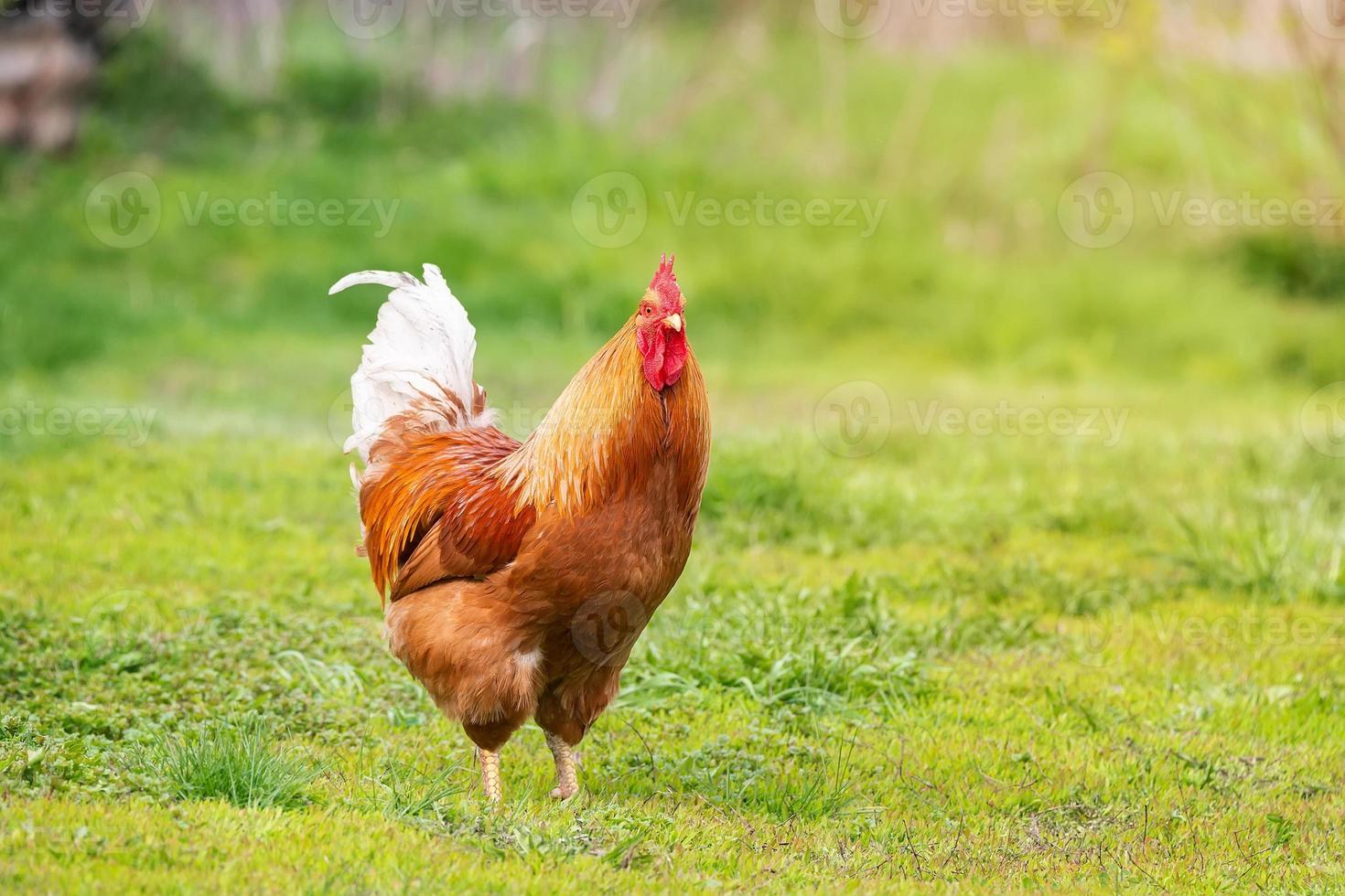 Beautiful Rooster standing on the grass in blurred nature green background.rooster going to crow. photo