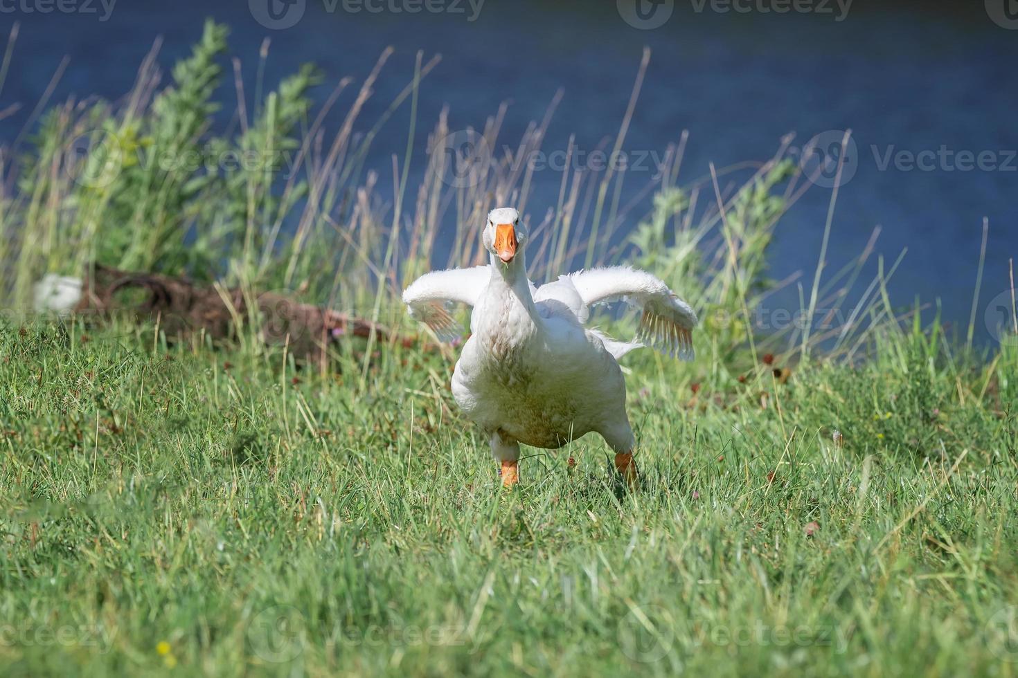 side view of white goose standing on green grass photo