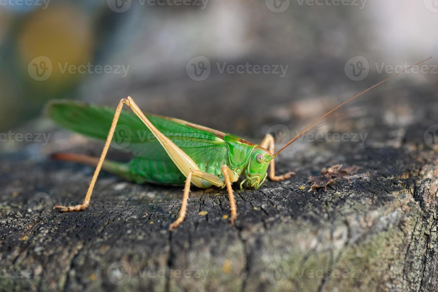Grasshopper in the grass- close up view... photo